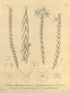 洛克哈蒂亚 - 秋莎 第 1 卷（1858 年） 图 40