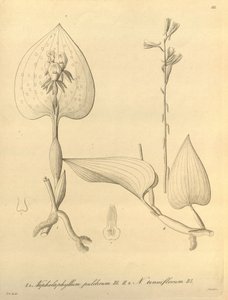 本文件来自生物多样性遗产图书馆，可通过以下网址在线获取：biodiversitylibrary.org/page/696488 作者 海因里希·古斯塔夫·赖兴巴赫