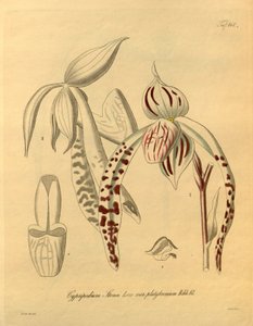 本文件来自生物多样性遗产图书馆，可通过以下网址在线获取：biodiversitylibrary.org/page/698357