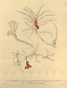 该文件来自生物多样性遗产图书馆，可在线获取：biodiversitylibrary.org/page/696484