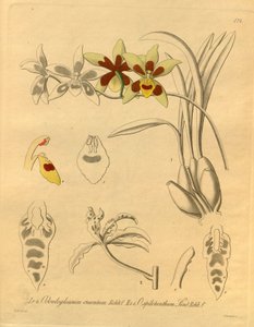 本文件来自生物多样性遗产图书馆，可通过以下网址在线获取：biodiversitylibrary.org/page/698370