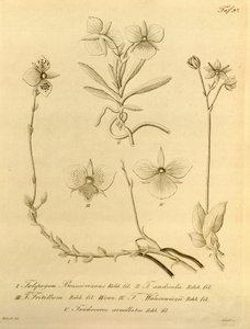 本文件来自生物多样性遗产图书馆，可通过以下网址在线获取：biodiversitylibrary.org/page/696497