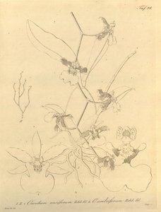 本文件来自生物多样性遗产图书馆，可通过以下网址在线获取：biodiversitylibrary.org/page/696498