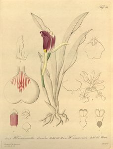 本文件来自生物多样性遗产图书馆，可通过以下网址在线获取：biodiversitylibrary.org/page/696493