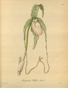 该文件来自生物多样性遗产图书馆，可在线获取：biodiversitylibrary.org/page/698377
