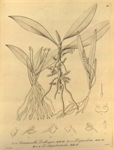 本文件来自生物多样性遗产图书馆，可通过以下网址在线获取：biodiversitylibrary.org/page/696486