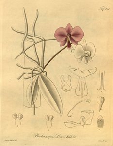 该文件来自生物多样性遗产图书馆，可在线获取：biodiversitylibrary.org/page/698347