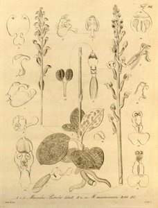 本文件来自生物多样性遗产图书馆，可通过以下网址在线获取：biodiversitylibrary.org/page/696496