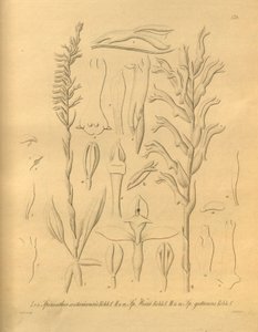 该文件来自生物多样性遗产图书馆，可在线获取：biodiversitylibrary.org/page/698375