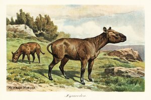 Hyracodon，已灭绝的马齿状哺乳动物属，渐新世。,1908年（印刷版） 作者 亨利·哈德