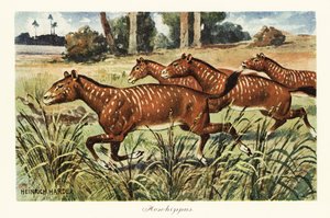 Mesohippus，已灭绝的早期马属。，1908 年（打印） 作者 亨利·哈德