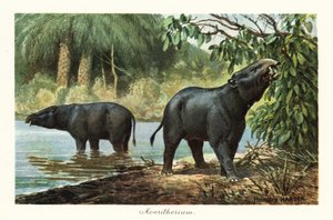 Moeritherium，已灭绝的始新世长鼻动物属。 ,1908（印刷版） 作者 亨利·哈德