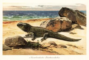 脆弱的大蜥蜴，Sphenodon punctatus，在岸上。 作者 亨利·哈德