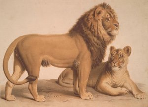 狮子- Felis Leo 作者 海因里希·勒特曼