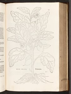 茄子BT3.267.5 p.533，从植物中评史上著名的由莱昂哈特·福克斯，1542