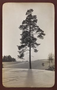 第一次世界大战：1914-1916年德军入侵时的乌克兰。雪中风景（黑白照片 作者 英雄公墓Dsessentniki（At ..至）