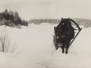 第一次世界大战：1914-1916 年德国军队入侵期间的“乌克兰”。 雪地里的马拉雪橇（黑白照片）