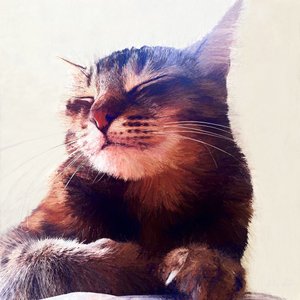 2018年 "奶油猫 作者 海伦·怀特