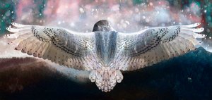 敢飞 2019 作者 海伦·怀特
