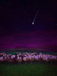夜幕下的羊群，2019 作者 海伦·怀特