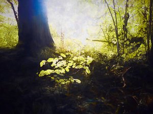 圣地，2018 年 作者 海伦·怀特