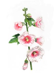 荷花, 2021