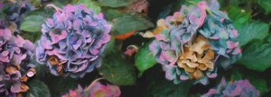 绣球花，2018年， 作者 海伦·怀特