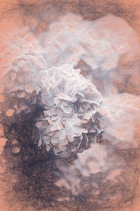 Pastel Hyrangeas，2018， 作者 海伦·怀特