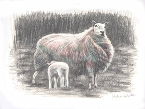 骄傲，2016，（铅笔画） 作者 海伦·怀特
