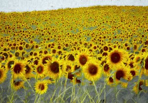 Sunflower field, 2019 作者 海伦·怀特