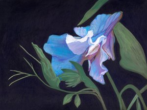 甜豆，2020（板上丙烯）。 作者 海伦·怀特
