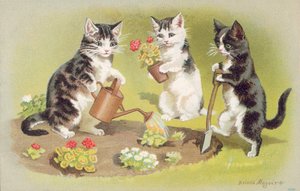 猫明信片（彩色平版）