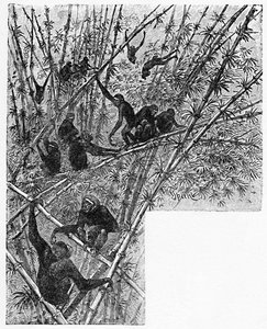 竹丛林中的猫头鹰，c1900