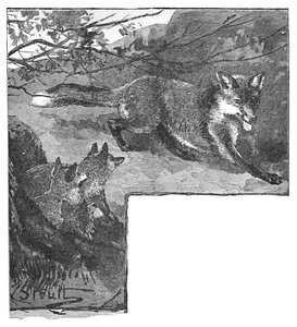 狐狸和她的幼崽，c1900