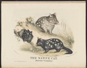 澳大利亚哺乳动物（Krefft）Nla.obj-33627803-14 The Native Cat 作者 海伦娜·斯科特（Helena Scott）