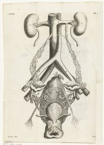 女性生殖器官和肾脏的解剖图像 书籍插图：Reinier de Graaf，Alle de wecken，阿姆斯特丹，1686 年