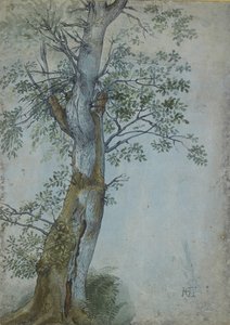 一棵树的研究，1597-99（笔在深棕色墨水中，刷在wc和身体颜色，在蓝纸上用白色加高） 作者 亨德里克·古尔齐乌斯（Hendrik Goltzius）