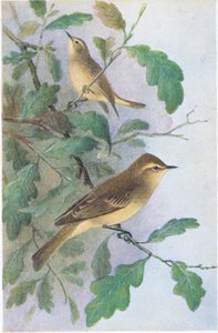 Willow Warbler，明信片，20世纪30年代