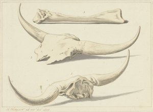 1809 年洪水期间发现的驼骨化石 作者 亨德里克·霍格斯（Hendrik Hoogers）