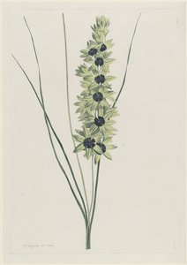 非洲鸢尾花（Ixia maculata viridis） 作者 亨利克·施韦格曼