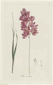 Ixia patens Aiton
Ixia aristata（物体上的标题） 作者 亨利克·施韦格曼