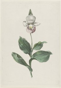 兰花女鞋（Cypripedium reginae Walter） 作者 亨利克·施韦格曼