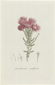 增殖斑瘤菌 Xeranthemum proliferum（物体上的标题） 作者 亨利克·施韦格曼
