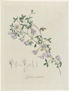 紫茎
Cytisus purpureus（物体上的标题） 作者 亨利克·施韦格曼