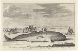 搁浅的抹香鲸
1762 年 2 月 20 日，一条抹香鲸在 Zandvoort 和 Wyk op Zee 之间被冲上岸，长 61 英尺 6 英寸。(物体上的标题） 作者 亨德里克·斯皮尔曼