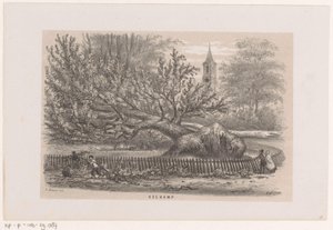 Koekamp 附近的倒塌树木，1860 年 5 月 28 日暴风雨之后
科坎普（标题在实物上）
描绘 1860 年 5 月 28 日暴风雨在斯切的格拉文哈格舍博斯造成的破坏场景的十幅石版画素描相册 作者 亨德里克·威廉姆斯最后