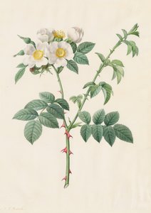 刺蔷薇玫瑰或狗蔷薇Rosa Leucantha，1817-1824年。 作者 皮埃尔·约瑟夫·雷杜特