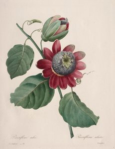 选择最美丽的花朵...最美丽的水果：西番莲翅，1827年。 作者 皮埃尔·约瑟夫·雷杜特