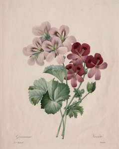 天竺葵，1827年。 作者 皮埃尔·约瑟夫·雷杜特