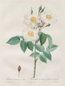 莱斯·罗斯（Les Roses）：罗莎·达马塞纳（Rosa Damascena），Subalba，1817-1824年。 作者 皮埃尔·约瑟夫·雷杜特
